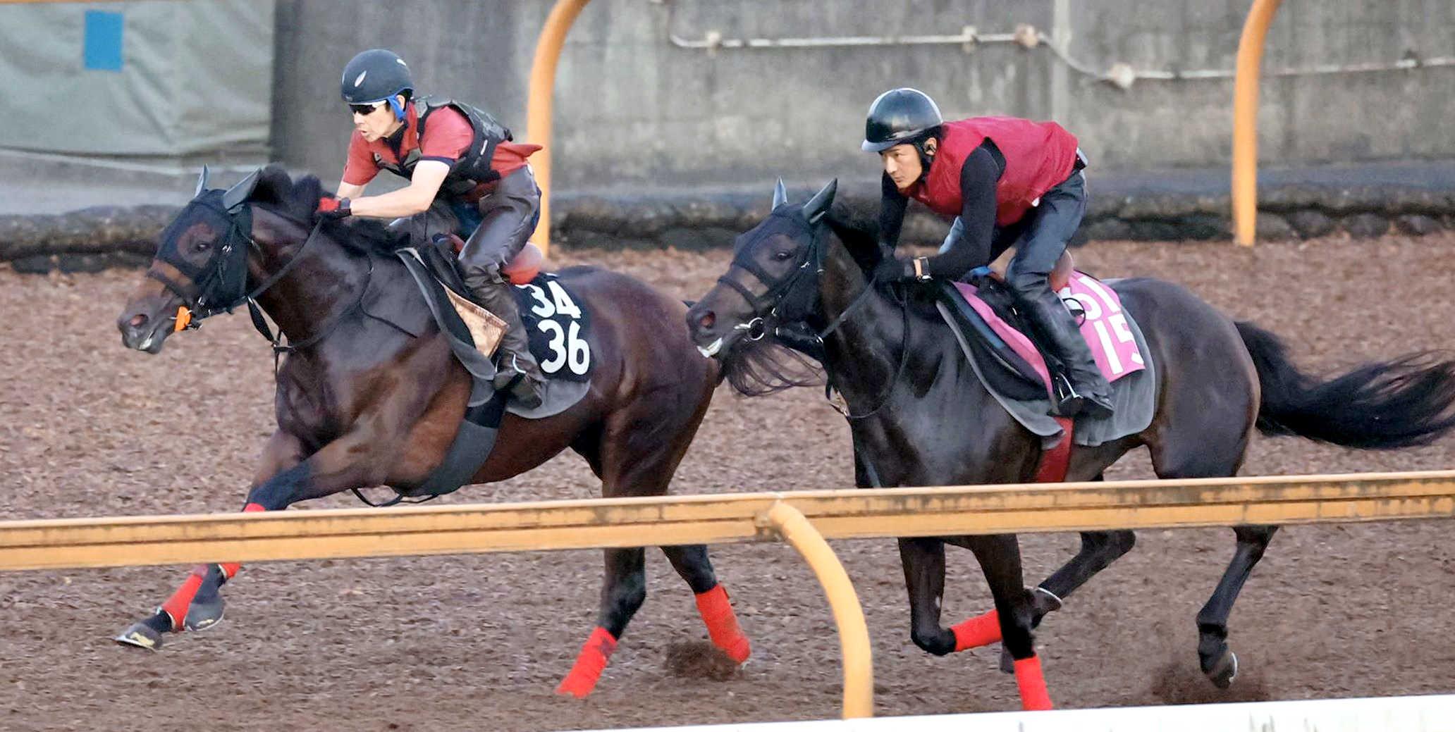 【神戸新聞杯】デルアヴァー　直線鋭伸　松永幹師「実戦タイプ。順調」　ひと夏越して心身とも充実　悲願の重賞奪取へ