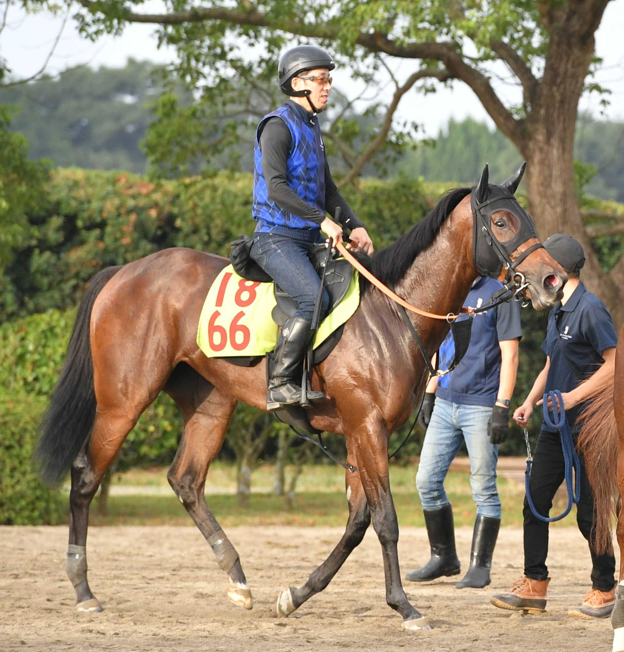 【新馬戦】期待の良血スイープセレニティ　祖母にＧ１・３勝馬スイープトウショウ　宮田師「時計も水準以上。あとは気性だけ」