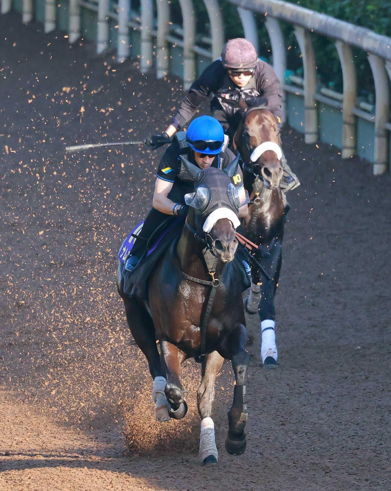 【スプリンターズＳ】ナムラクレア　併せ馬で超速３馬身半先着　不完全燃焼前走から巻き返し期す！ルメールも千二の舞台を歓迎
