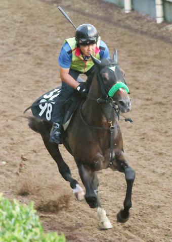 【神戸新聞杯】ジョバンニ、坂路でゆったり単走仕上げ「1週前にしっかり時計が出たので。順調ですよ」杉山晴調教師は満足
