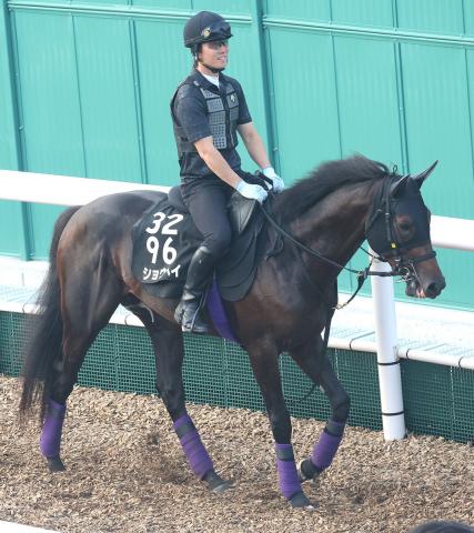 【神戸新聞杯】日本ダービー3着のショウヘイは5枠5番に決定　同5着エリキングは8枠10番