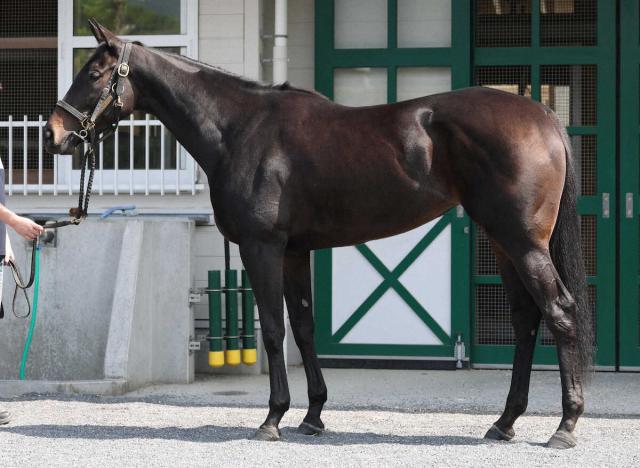昨年2歳女王アルマヴェローチェの左前浅屈腱炎が判明　9カ月以上の休養へ　春は桜花賞&amp;オークス2着