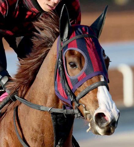 【オーバルスプリント】武豊騎手と再コンビのガビーズシスターは大外8枠12番　モレイラ騎手のエートラックスは7枠9番　枠順確定