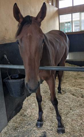 【阪神新馬戦】エアビーアゲイル　兄ベラジオオペラの背中追う!