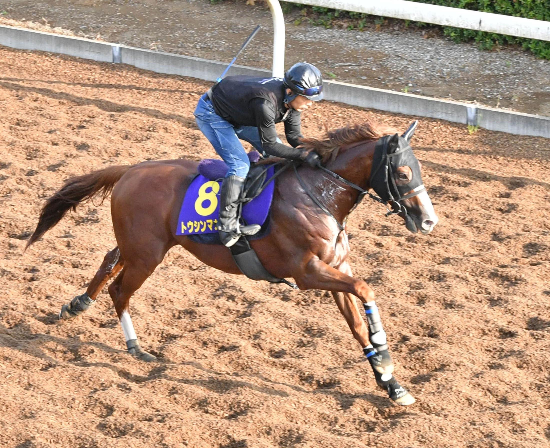 【スプリンターズＳ】トウシンマカオは唯一の全項目クリア　重賞５勝と実績十分！待望のＧ１制覇へ機は熟した