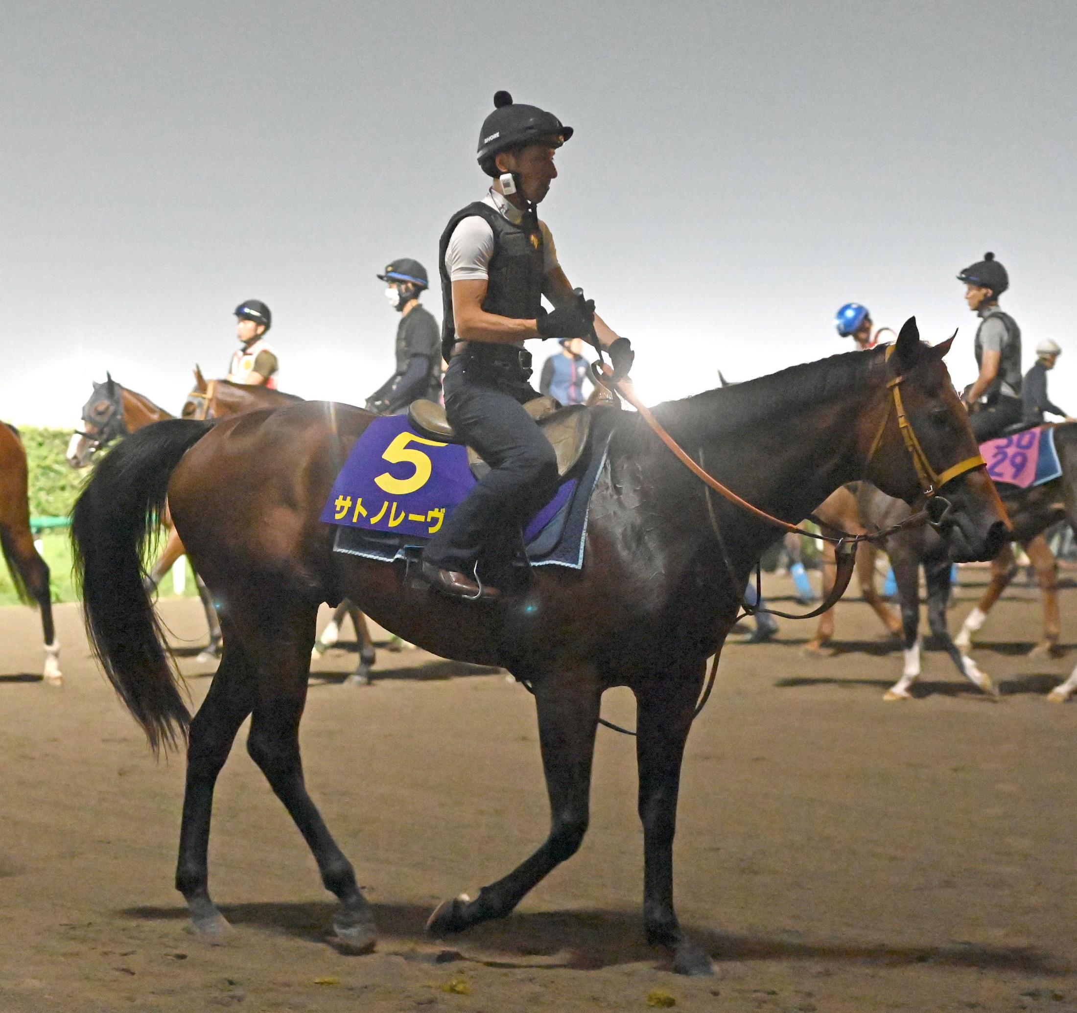 【スプリンターズＳ】サトノレーヴ　今年はＧ１馬として迎え撃つ　細心の注意を払っての金曜追い　堀師「１週前追い切りをしっかりやりたかった」