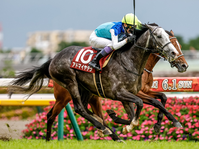 【京都大賞典枠順確定】アドマイヤテラは2枠4番、ショウナンラプンタは8枠18番