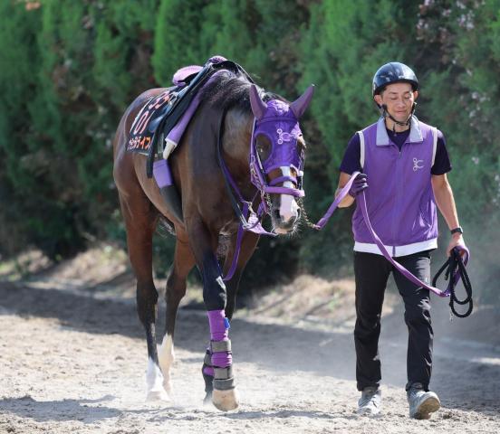 【ジャパンダートC】ナチュラルライズが単走でスムーズな追い切り　横山武史騎手「身体的には問題ない」