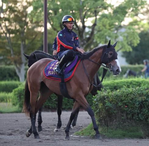 【毎日王冠】チェルヴィニアは6枠6番　ホウオウビスケッツが7枠8番　枠順確定