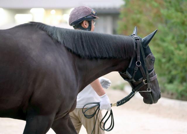 【POG】重賞5勝馬ナムラクレアの全弟ナムラロダンが10月19日の京都芝1400メートルでのデビューを視野