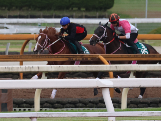セレクトセール1歳で2億円 ショウナンバンライが日曜京都で初陣/関西馬メイクデビュー情報