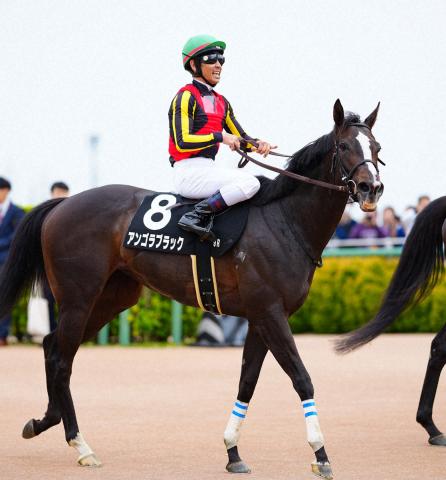 【アイルランドT】アンゴラブラック跳進の秋へ　3連勝中で期待「先につながる走りを」