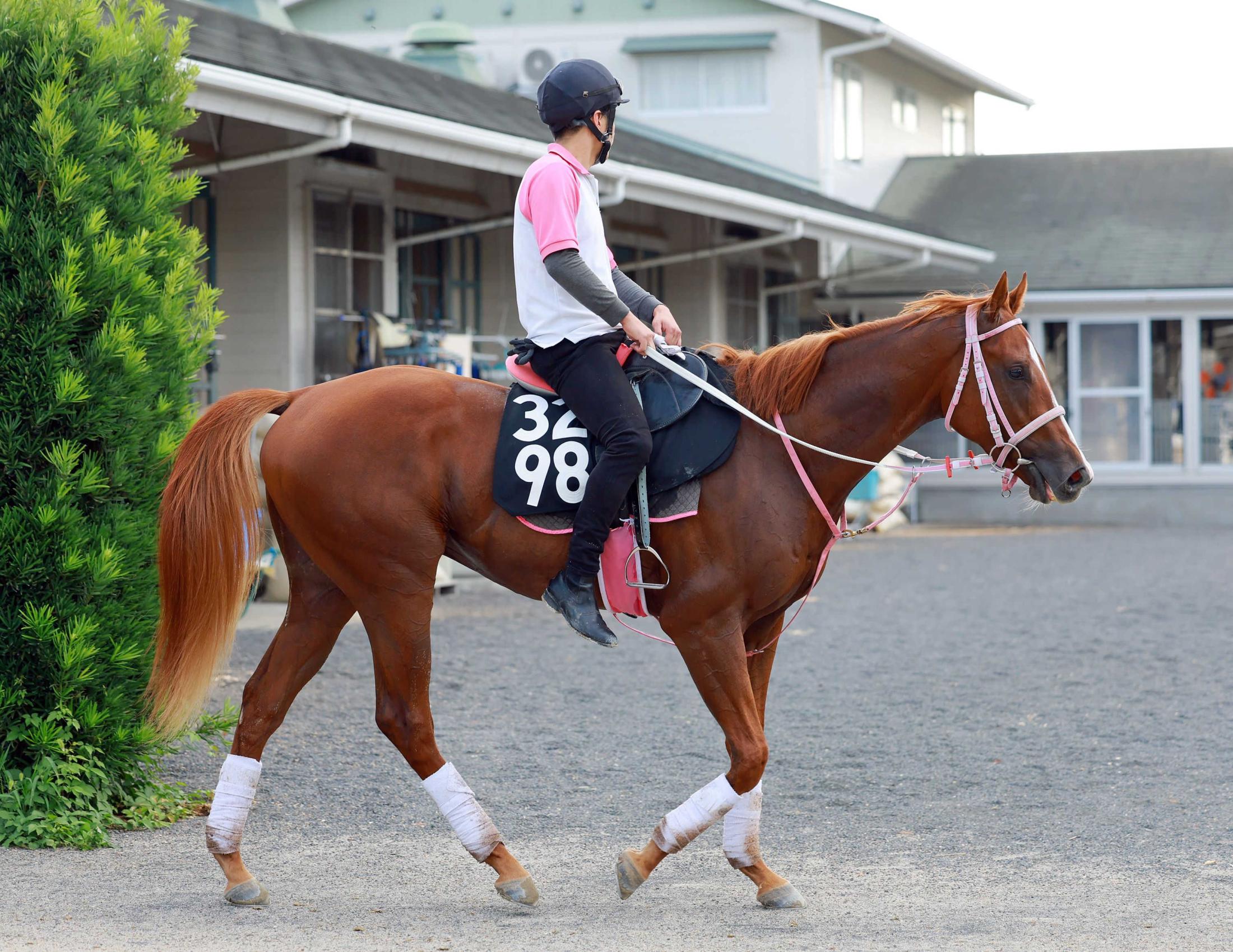 【新馬戦】２億円馬ショウナンバンライ　大舞台への一歩目　兄姉に重賞ホースの良血が好発進狙う