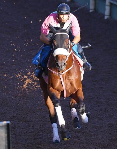 【注目馬動向】南部杯出走のシャマルは石川倭騎手と新コンビ　主戦の川須栄彦騎手が落馬負傷のため
