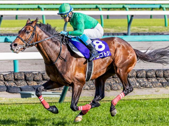 半兄は九州産初のGI馬イロゴトシ イロゴルシが注目のデビュー戦だ