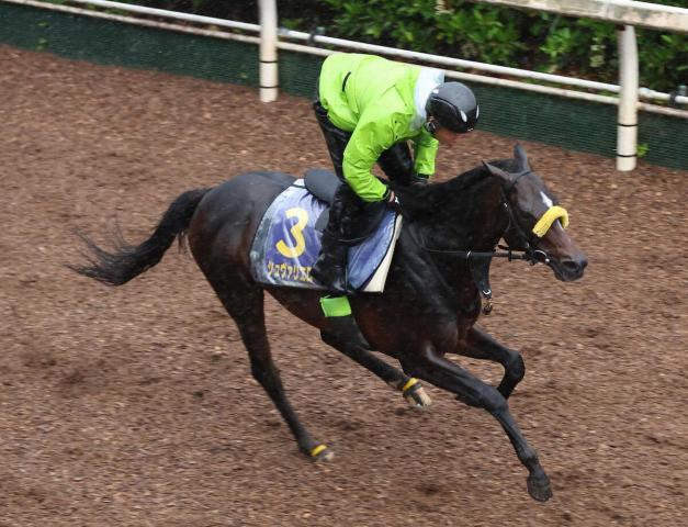 シュヴァリエローズはレーンとの新コンビで11・4豪メルボルンC参戦