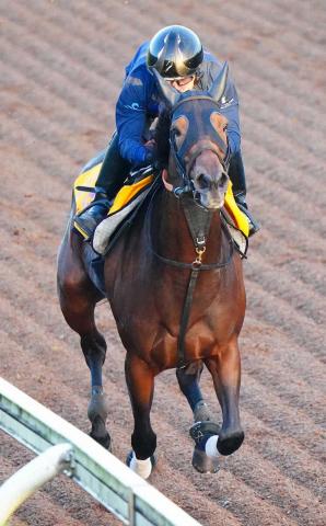 【アイルランドT】アドマイヤマツリ　坂路で迫力十分4F53秒0　宮田師「緩い感じはない」