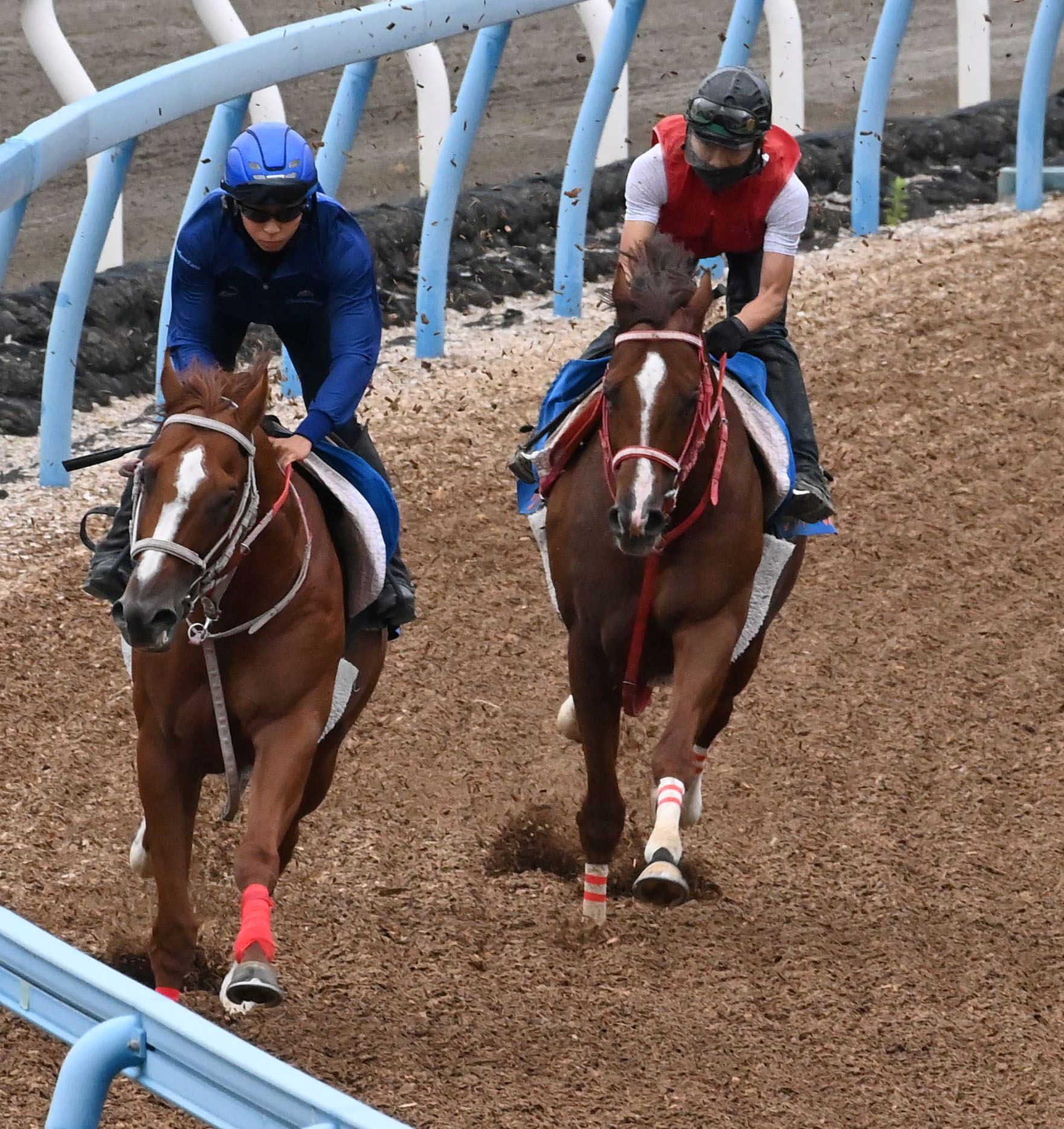 【スワンＳ】ウインマーベル不安なし　調整思惑通り　芝１４００メートル重賞３勝、深山師「京都の下り坂こなしてくれたら」