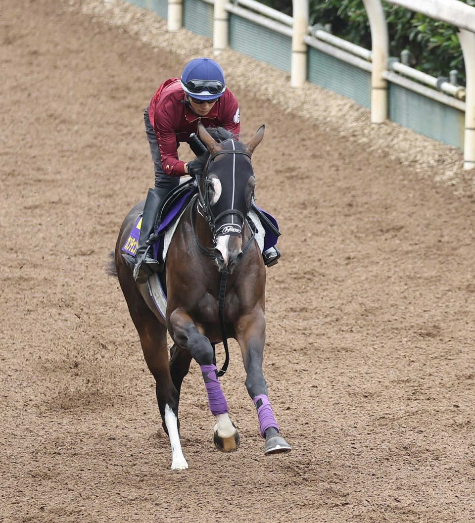 カンチェンジュンガはマイルＣＳを目標に　エイシンフェンサーは京阪杯で復帰
