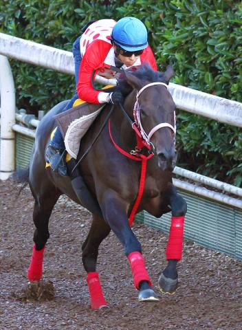 【注目馬動向】アイルランドT勝ちのラヴァンダはマイルCS視野　重賞3連勝中のヤマニンチェルキはJBCスプリントに出走せず