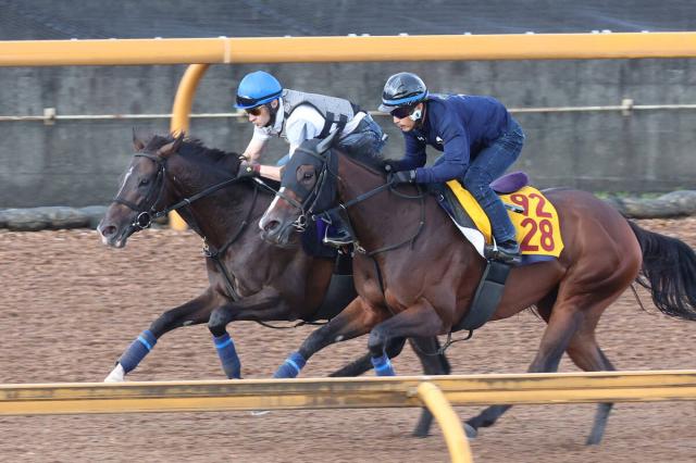 【菊花賞1週前】エネルジコが滞在中の栗東でシャープな伸び　ルメール騎手「元気いっぱい」「4輪駆動ですね」