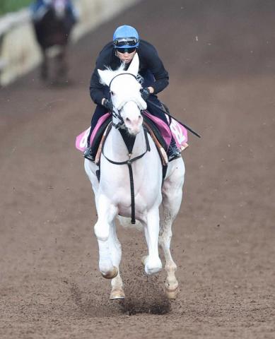 白毛馬マルガがアルテミスS1週前追い　武豊「いい動きでした」