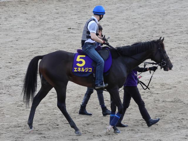 エネルジコ、菊花賞1週前追い切り速報/栗東トレセンニュース