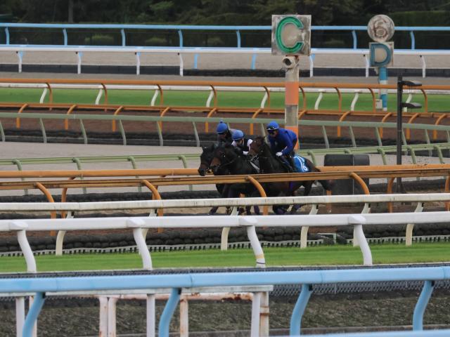 ショウヘイ＆ライトトラック、菊花賞1週前追い切り速報/栗東トレセンニュース
