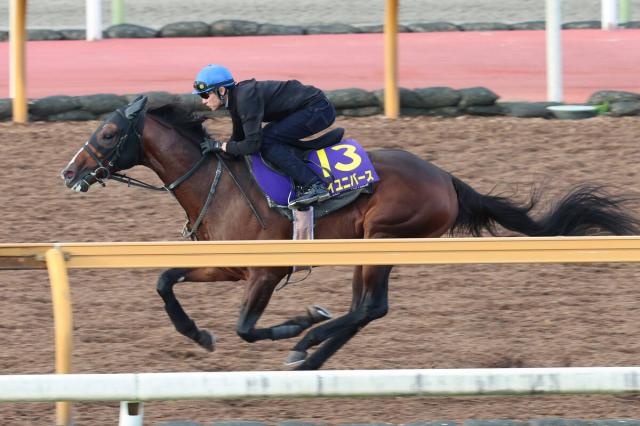 【菊花賞・1週前】武豊騎手とマイユニバースが初コンタクト「大逃げも戦略の一つになってくる」