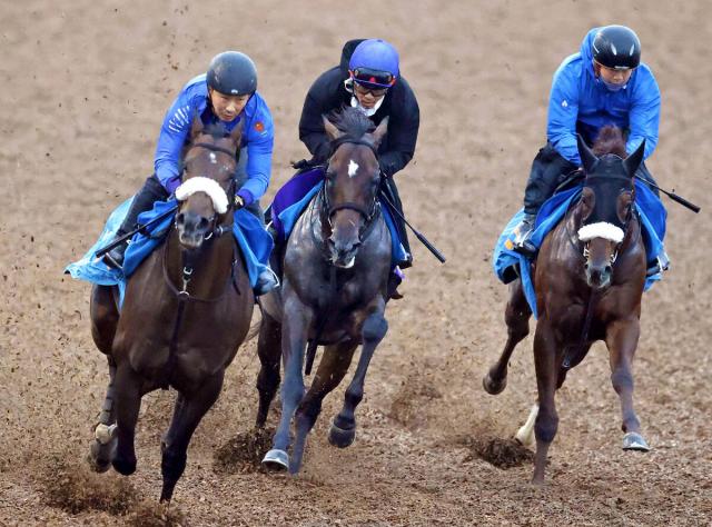 【菊花賞・1週前】アマキヒが約半馬身遅れも意欲的に負荷　国枝調教師「グイグイというタイプではないので」