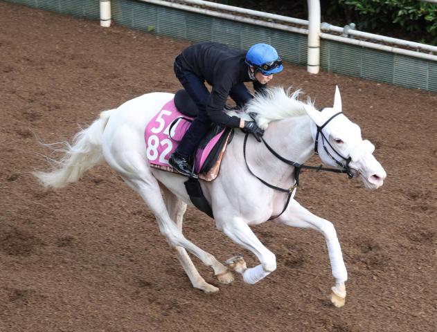 【注目馬動向】武豊騎手が白毛のマルガと3か月ぶりのコンタクト「すごくいい感じ」「夏より落ち着きが増している」