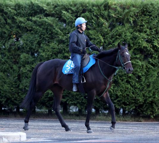 【注目馬動向】ランスオブカオスは賞金面で出走可能ならマイルCS目標　メイショウソラフネは京阪杯へ