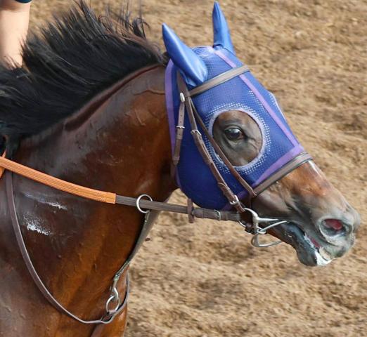 【注目馬動向】レーベンスティールはマイルCSが本線　毎日王冠で重賞4勝目