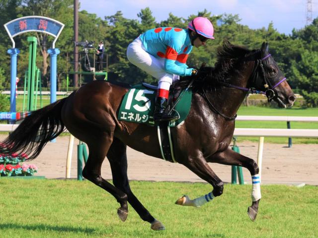 【菊花賞見どころ】異端のローテーションで挑むエネルジコ