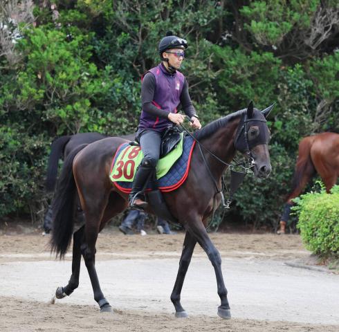 【アルテミスS・イシゴーの特注馬】けいこの動きが際立つモンローウォーク　陣営「収まっているときの走りはいいフットワーク」