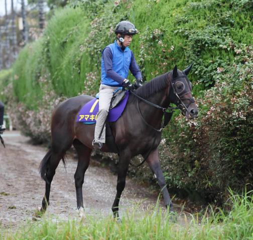【菊花賞・浅子の特注馬】アマキヒは母と姉がG1制覇　レースぶりからも距離延長の舞台は魅力
