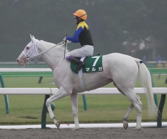 【アルテミスS】1番人気の白毛マルガは直線失速し5着　武豊「いい感じだったが最後は伸びきれなかった」
