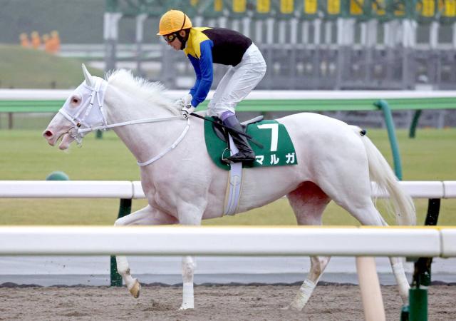 【アルテミスS】1番人気のマルガは5着　武豊騎手「いい感じで行けたけど最後伸びきれなかったですね」
