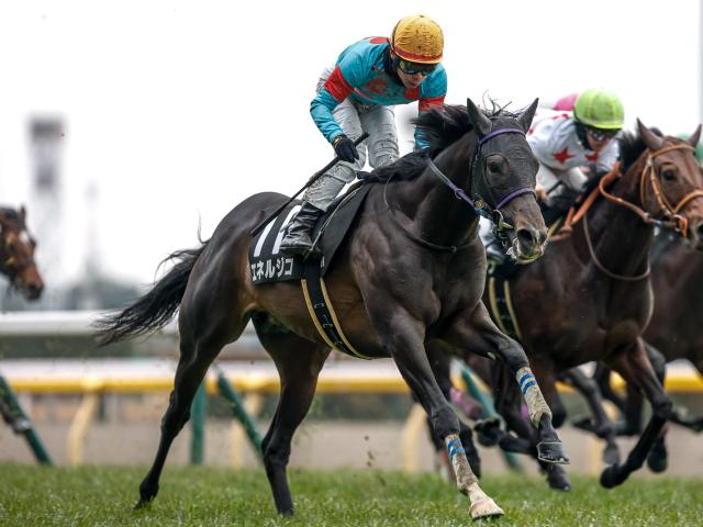 【菊花賞前日オッズ】エネルジコが3.9倍で1番人気