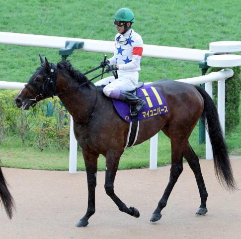 【菊花賞】マイユニバースは後方から進出もラスト失速13着　武豊騎手「折り合っていい感じだったんですが…」
