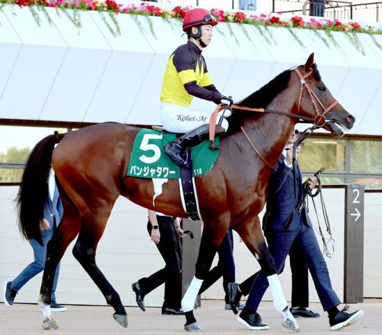 ȥꥢϤνꡡѥ󥸥㥿르ǥ󥤡17ƬΩ