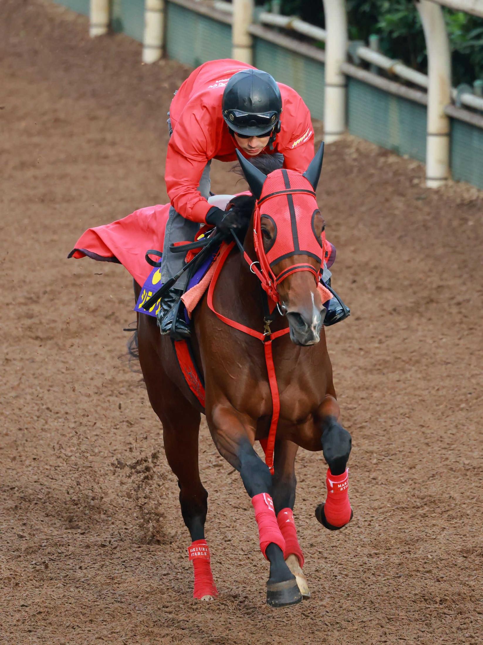 ŷľޡۥ󥱥ɡڲк䡡ұա֤ɤޤǤ뤫ڤߡװ쵤¸ߴޤ