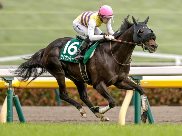 【週末情報】セイウンハーデス秋盾へ態勢整った/馬三郎のつぶやき