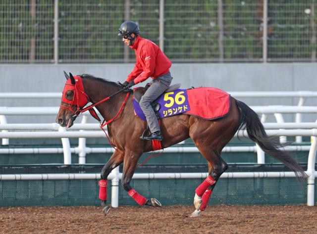 ŷľޡۥ󥱥ɤ11Ȥ84ǯʹϢФʤֶüʳʤСɤǤɤäפȿرĤ