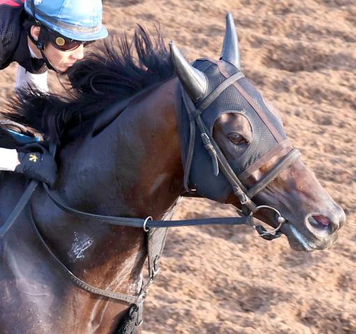 ŷľޡۥ⥭Ϻ1ȤƣĴա֥äȲŸС