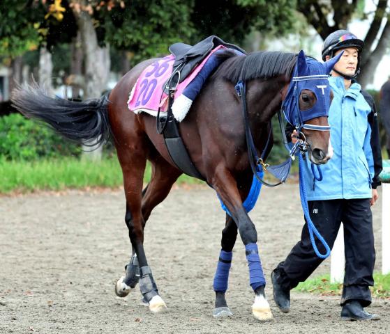 【POG】「能力は疑いようがない」手塚久調教師自信の良血モートンアイランド　日曜東京でデビュー