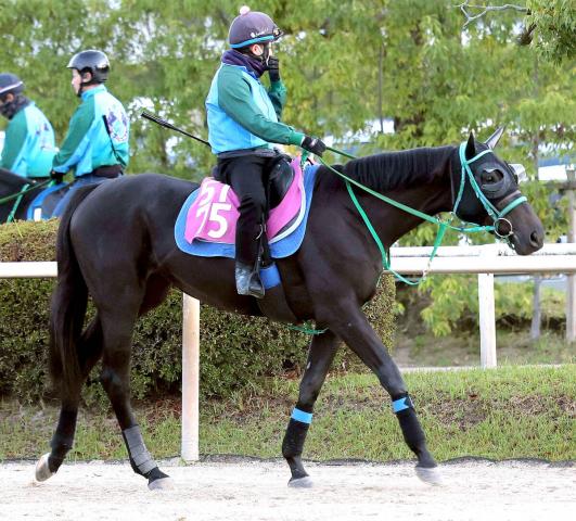 【POG】良血サリエンテが初陣　きょうだいにサリオスなど重賞ウィナーが3頭