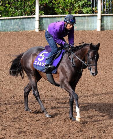 菊花賞を勝ったエネルジコが左前脚の浅屈腱炎　全治9か月以上　シルク・ホースクラブが発表