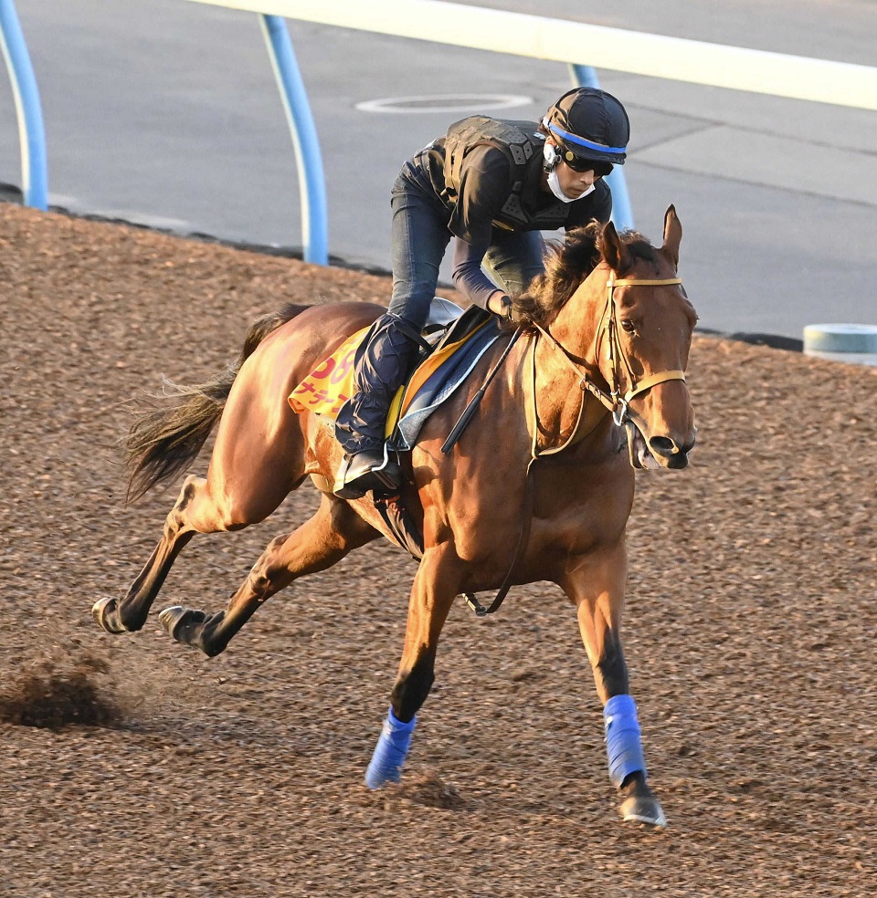 ʥơפϥ졼ȤΥӤǥꥶ٥դظ