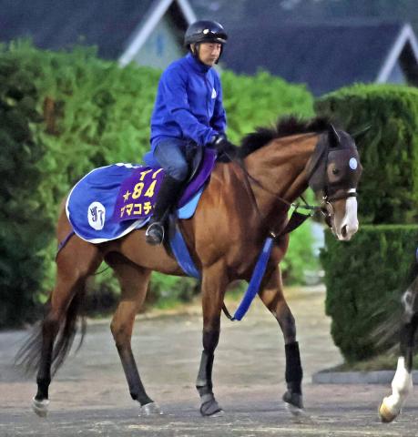 【JBCスプリント】初ダートのママコチャは8枠13番　東京盃2着のクロジシジョーは6枠9番　枠順確定